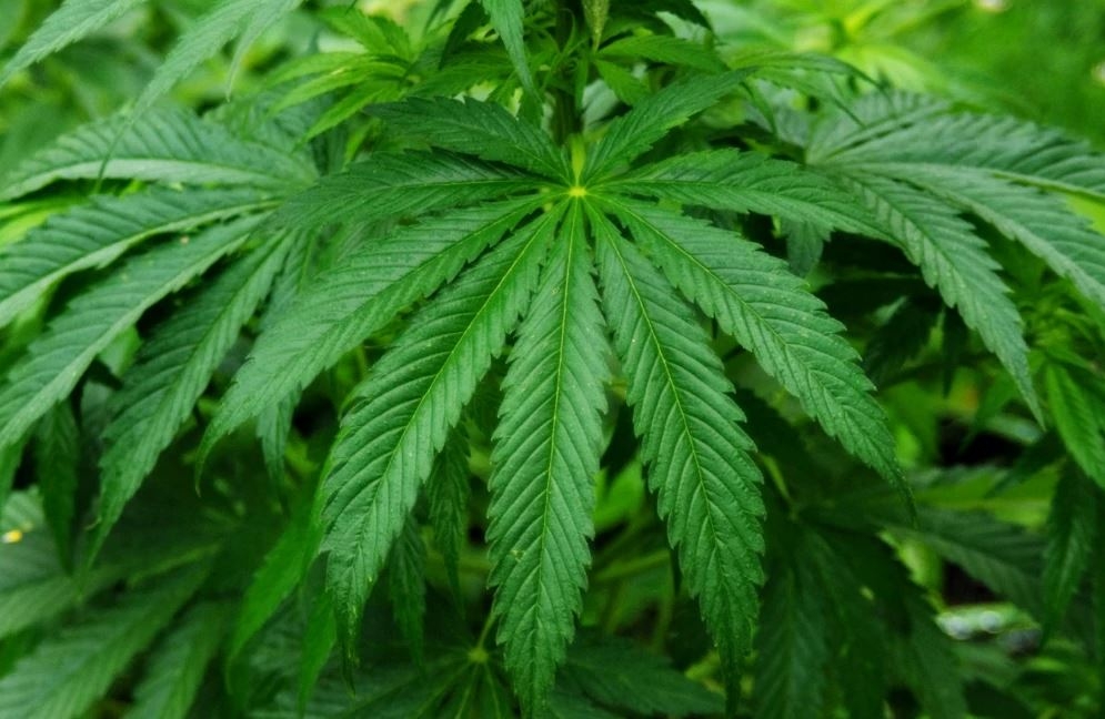 В Молдове будет разрешено выращивание промышленной конопли