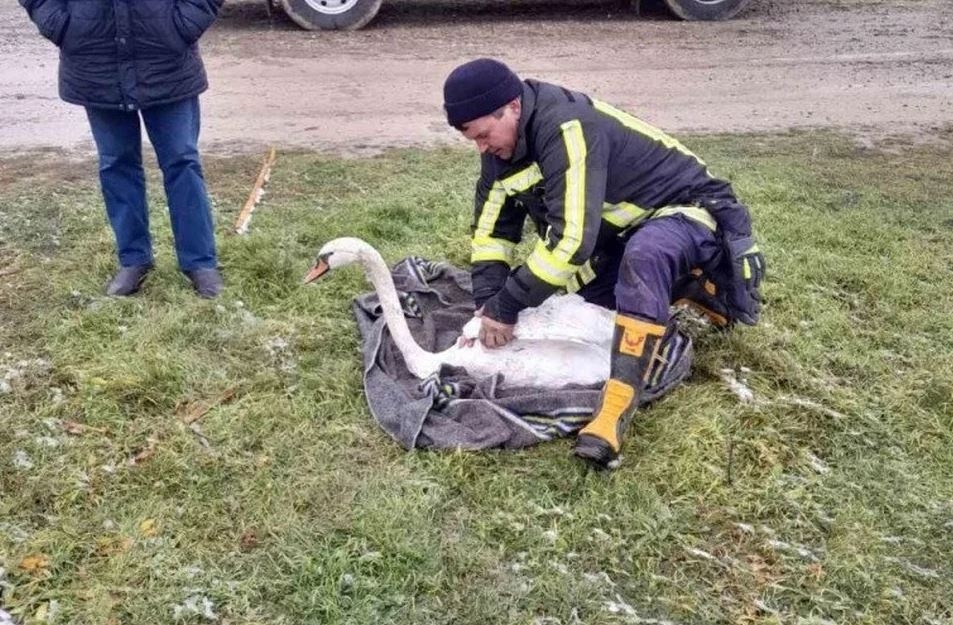 В Молдове полиция спасла раненного лебедя из реки Реут