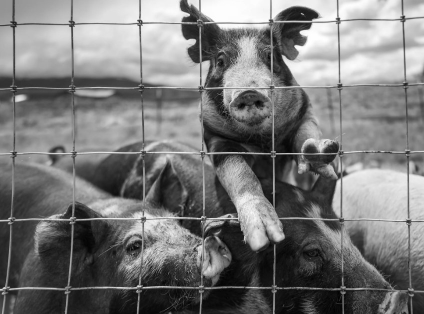 Шок в Новоаненском районе: фермер и сожительница подозреваются в убийстве трех мужчин и кормлении свиней их телами