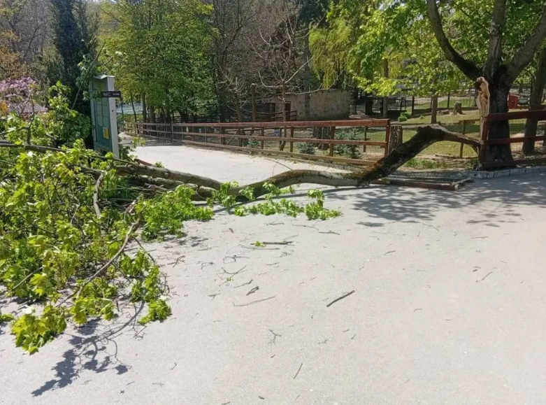 ЧП в зоопарке Кишинёва: ребёнок с тяжёлыми травмами головы в реанимации